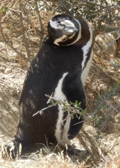 Magellanic Penguin