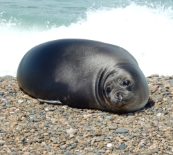 Elephant seal Pup Elephant Seal Pup