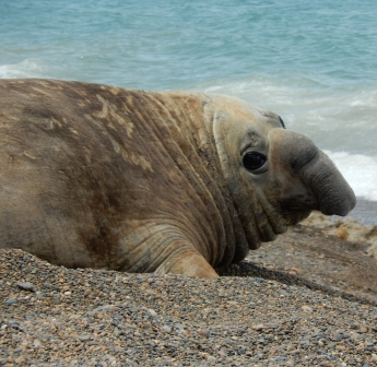 Elephant Seal Elephant Seal