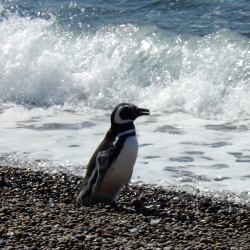 Penguin on Beach
