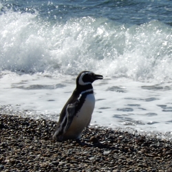 Penguin on Beach Penguin on Beach