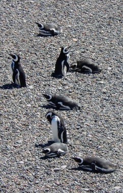 Penguins at Punta Tombo