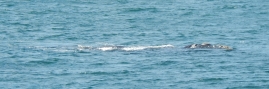 Whale Whale